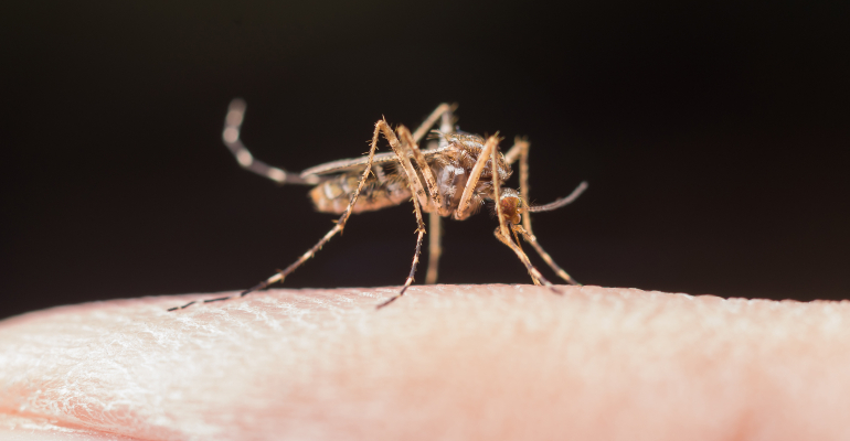 Mortes por dengue mais do que dobraram no Brasil