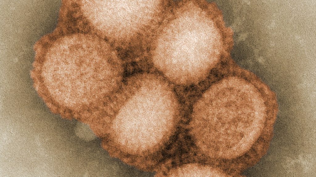Cientista explica varíola dos macacos