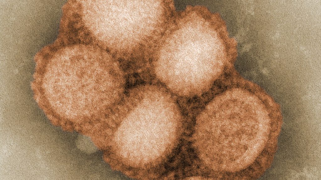 Cientistas falam sobre infecção de varíola dos macacos por superfícies