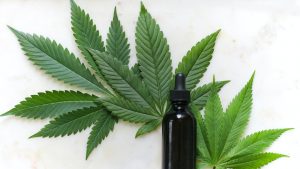 Cannabis medicinal tem crescimento no Brasil