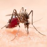 Nova linhagem de dengue no Brasil