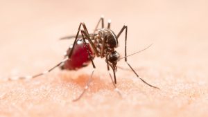 Nova linhagem de dengue no Brasil