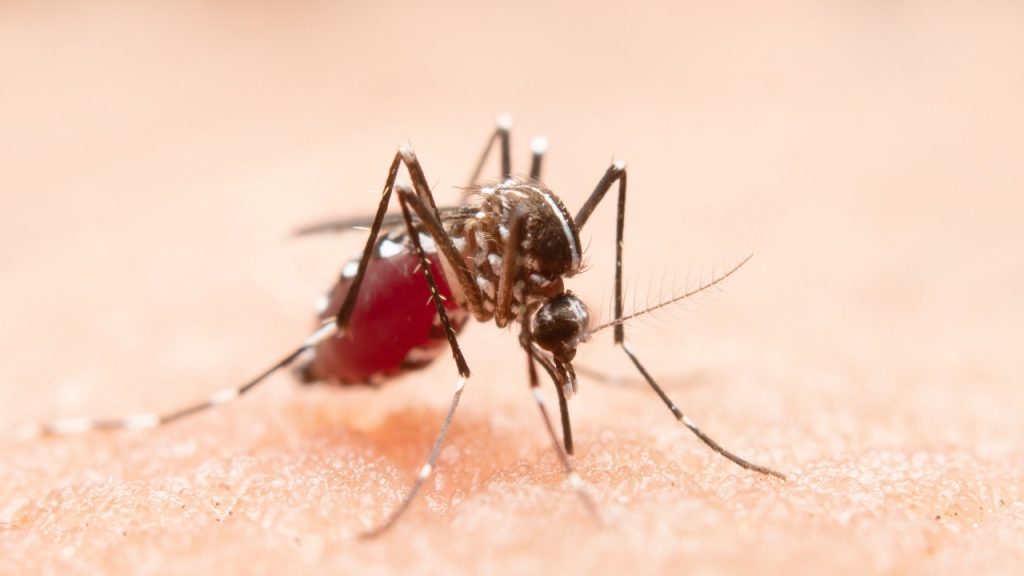 Goiás registra primeira morte por chikungunya em 2022