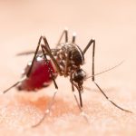 Goiás registra primeira morte por chikungunya em 2022
