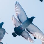 Cientistas descobrem motivo de morte misteriosa de pombos