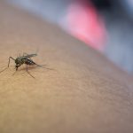 Humanos infectados pelo vírus da dengue atraem outros mosquitos