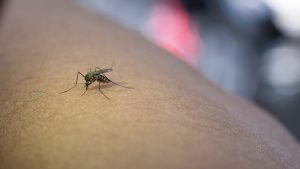 Humanos infectados pelo vírus da dengue atraem outros mosquitos