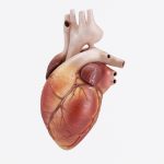 Criada a partir de tecido bioartificial, pesquisadores foram capaz de recriar parte do coração humano em miniatura; confira!