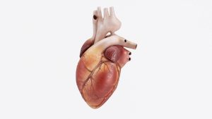 Criada a partir de tecido bioartificial, pesquisadores foram capaz de recriar parte do coração humano em miniatura; confira!