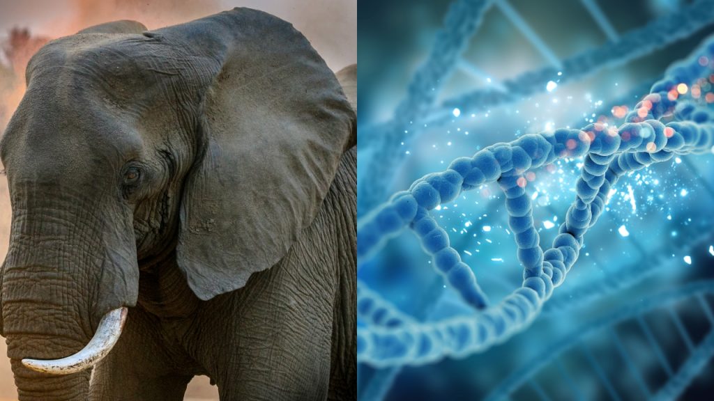 Novo estudo apostou e buscou entender o potencial de determinados genes de elefante na prevenção e/ou tratamento de câncer; entenda