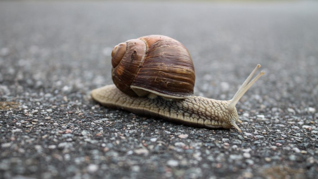 Caramujo gigante-africano pode infectar plantas e seres humanos e evem se reproduzindo na Flórida, acendendo um alerta nos Estados Unidos