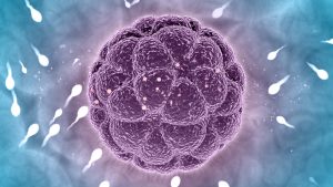 Consegue imaginar um embrião formado sem óvulo e espermatozoide? Sim, ele já está sendo criado e evolui cada dia mais!