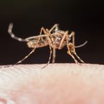Possível primeira vacina contra Zika vírus mostrou uma eficácia significativa em camundongos e expandirá estudos em humanos