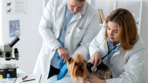 Câncer de mama em pets: causas, sintomas, diagnóstico e tratamentos