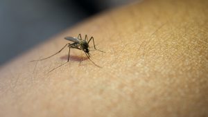 Testados no Brasil, mosquitos modificados comprovaram redução significativa de dengue, chikungunya e zika em áreas em que prevaleciam