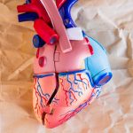 Novo estudo revela que hormônio do amor e prazer, oxitocina, potencializa regeneração do coração após ataques cardíacos; entenda!