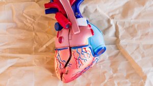 Novo estudo revela que hormônio do amor e prazer, oxitocina, potencializa regeneração do coração após ataques cardíacos; entenda!