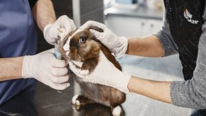 Governo proíbe uso de animais em testes e pesquisas com cosméticos